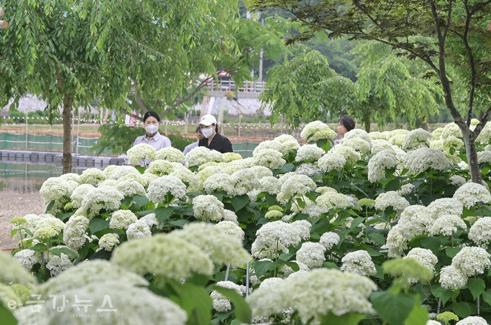 지난해 공주 유구색동수국정원 꽃 축제 장면