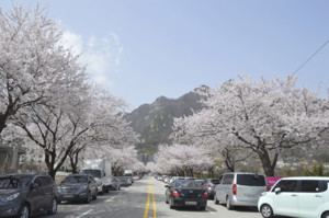 계룡산 벚꽃 풍경
